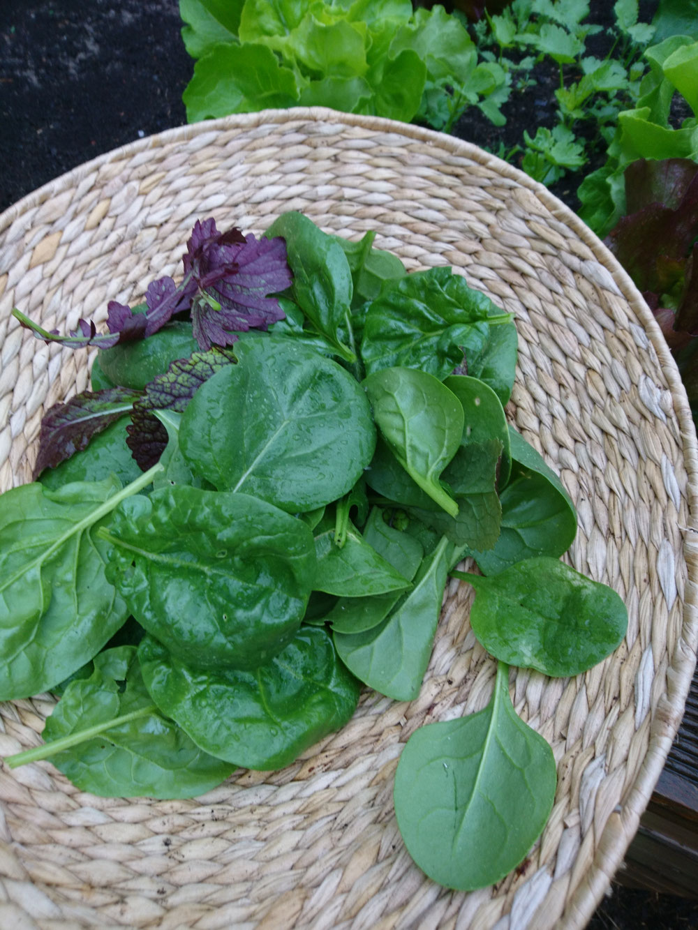 Spinat-und Salaternte am Morgen ❤️