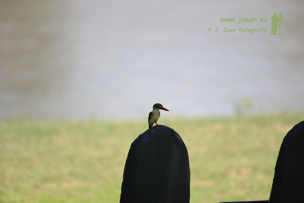 Bruinkapijsvogel