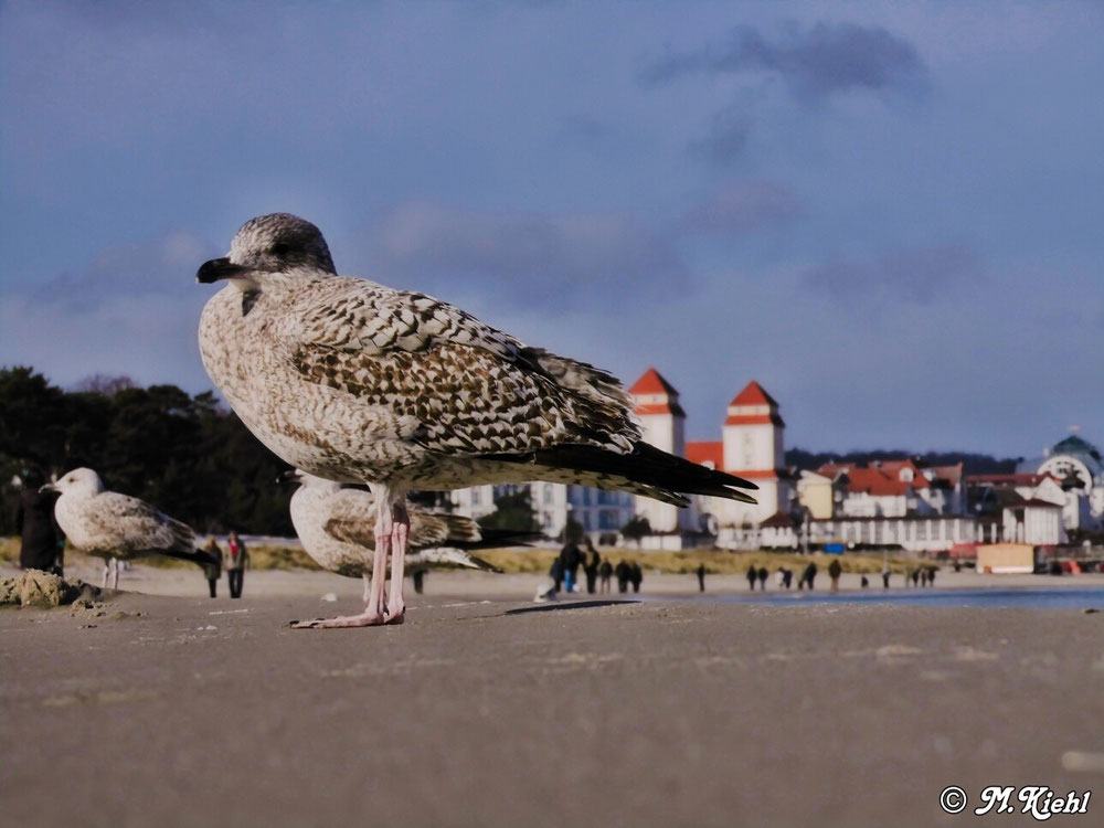 Möven Invasion Strand Binz