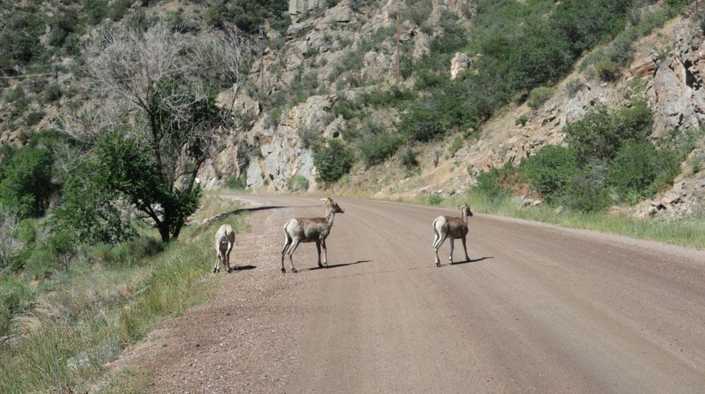 Bereits nach 2 Meilen ein Rudel Bighorn-Schafe...