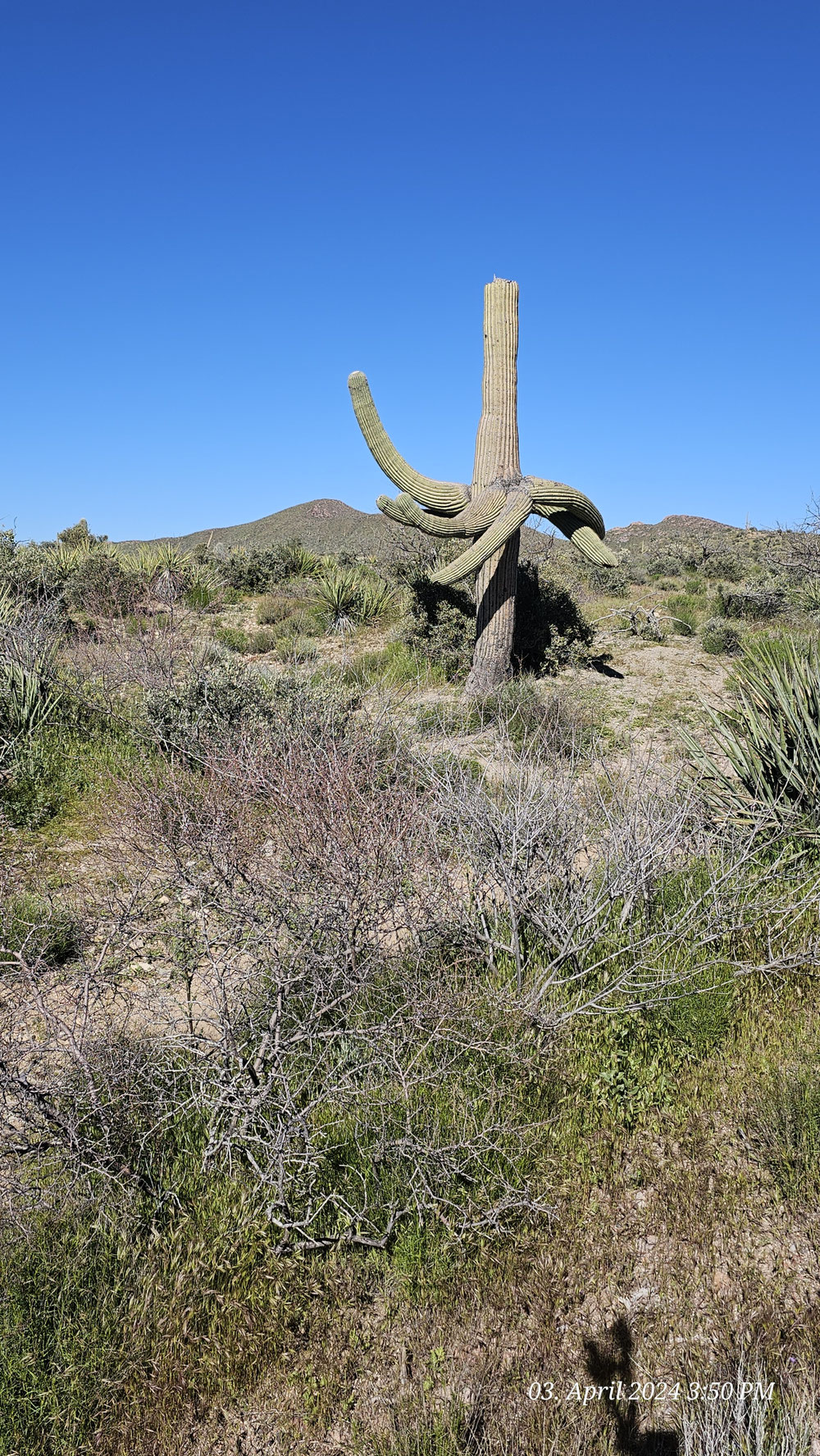 Z.T. bizarre Kakteenform; hier ein Saguaro