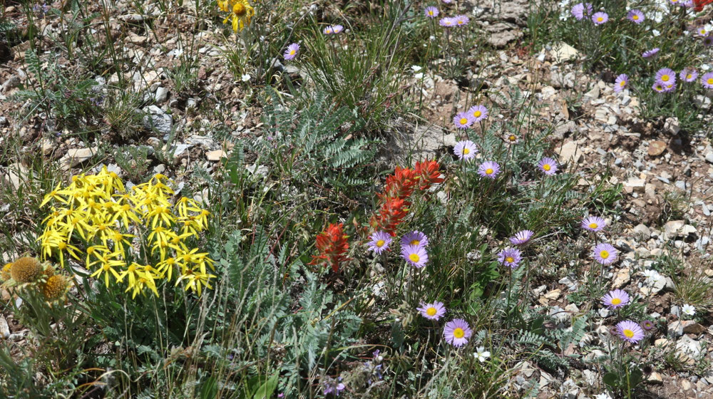 Blumenpracht auf den hochgelegenen Wiesen