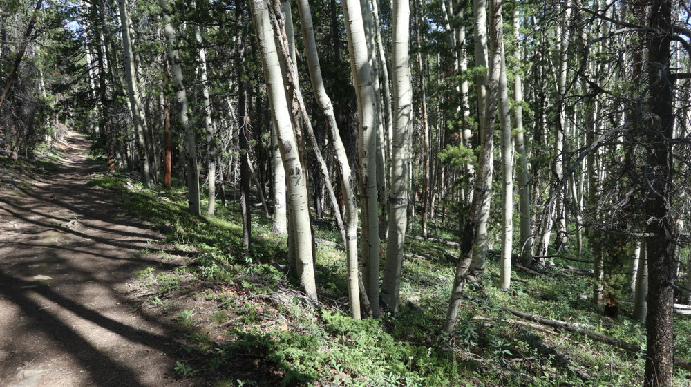 Langer Aufstieg am Morgen durch Aspen-Wälder.