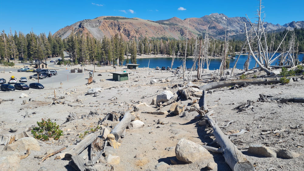 Der Horse Shoe Lake mit abgestorbenen Bäumen wegen CO2 aus unterirdischen vulkanischen Aktivität.