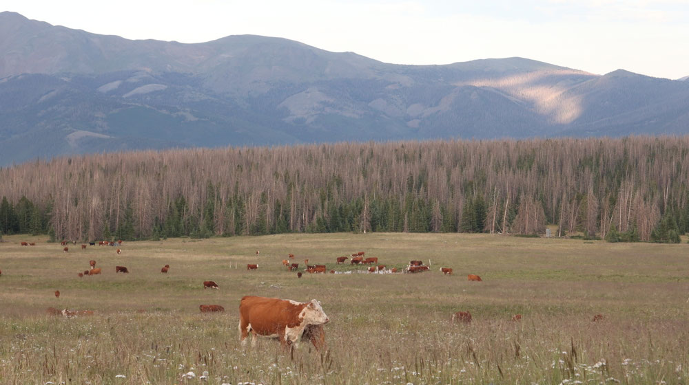 Auch in Colorado geht das Rind im Sommer in die Berge