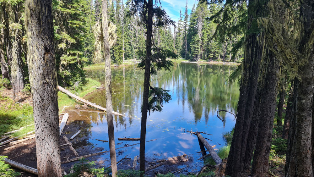 Immerwieder vorbeiwandern an zahlreichen Waldweiher