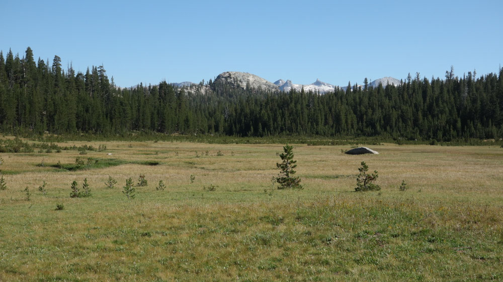 Weite Wiesen in der Gegend von Tuolomne Meadows