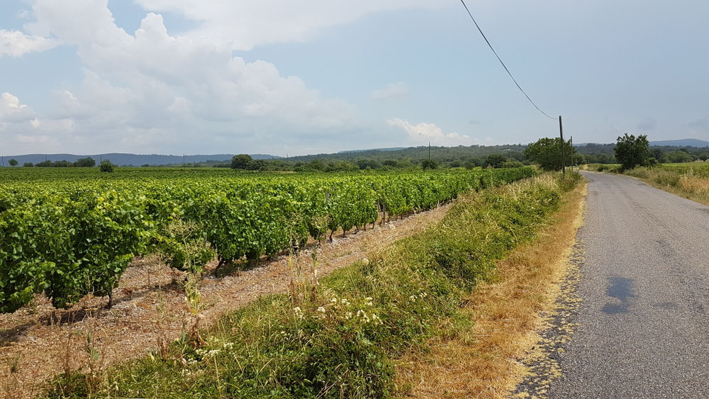 J'ai roulé dans les vignes du Languedoc 