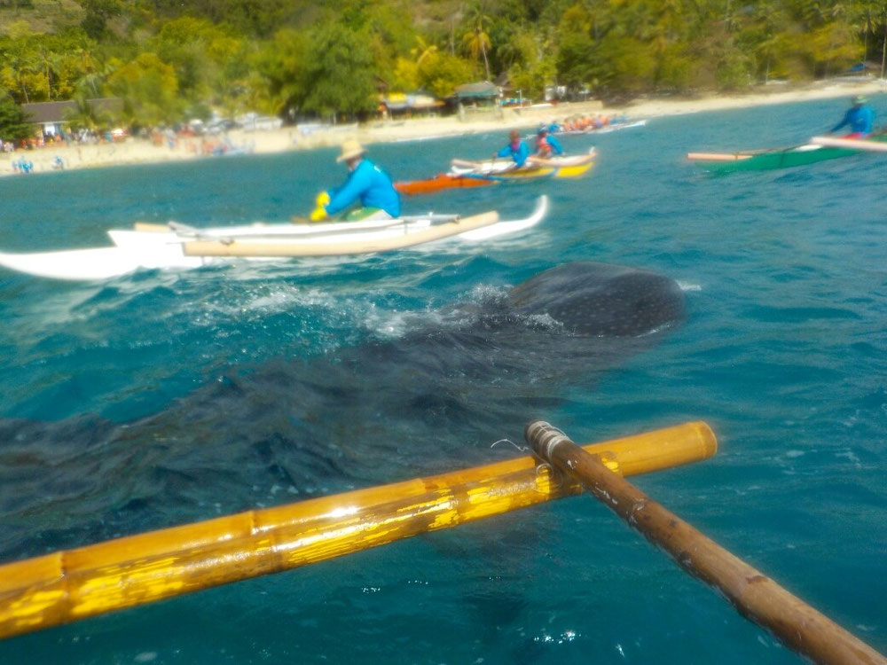 Waleshark watching just the 4 of us (and the rest of the 1'000'000 others wie just blocked out :-) 