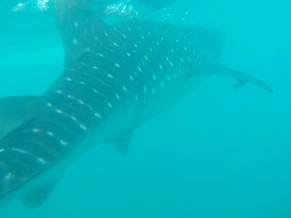 Friendly big giants (up to 14 meters and 12 ton of weight!) just swimming right next to us-of course were not scared at all!