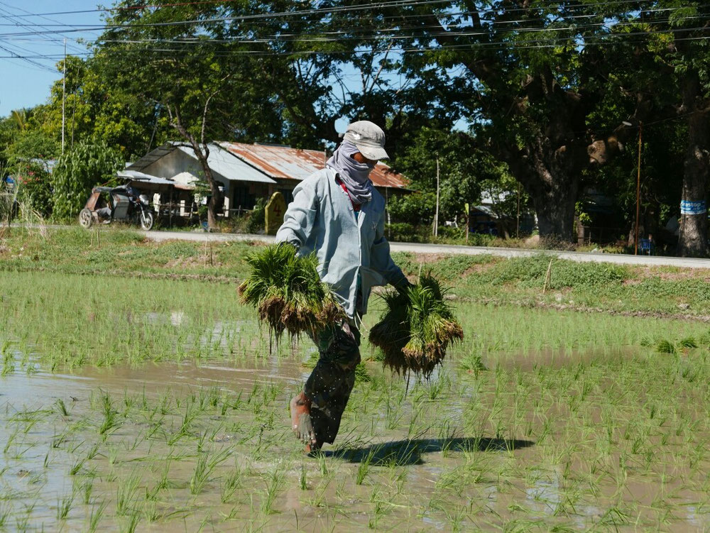 Den ganzen Tag im Schlamm (leider kein Wellnessprogramm, sondern harte Arbeit!!!) Reis bearbeiten.