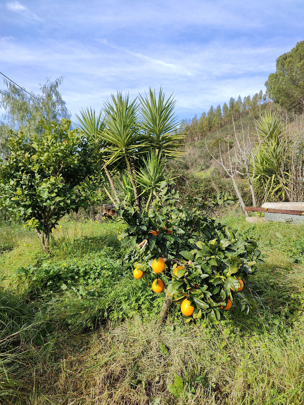 Orangenbaum, klein aber oho