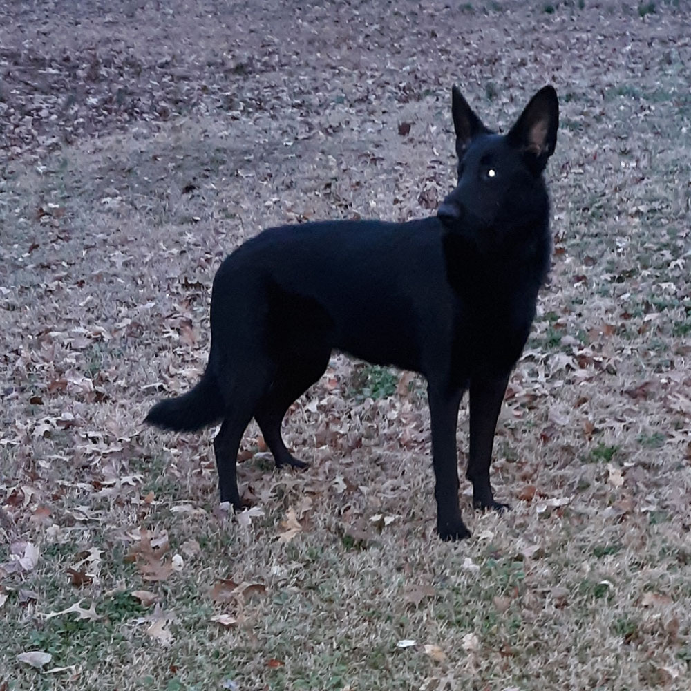 Dillon's American Outlaw's Reward's Mistress (AKA Elvira)