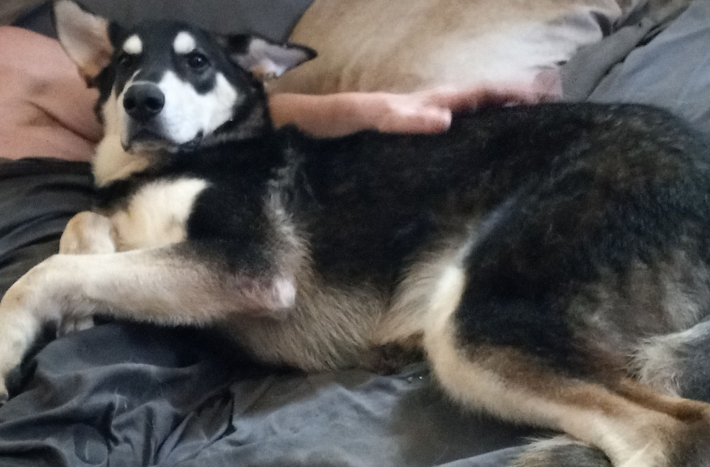 This baby lives in Maine with his furever family.