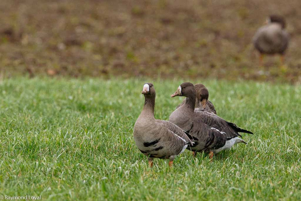 blaessgaense_auf_wiese