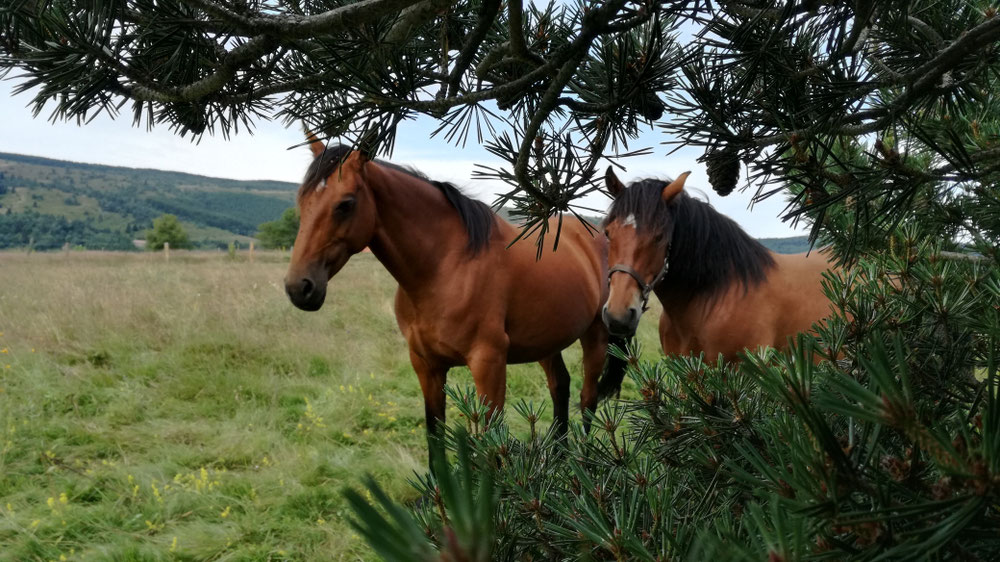 Les futures mamans 😋 pour la sauvegarde des chevaux de Race Auvergne !! 