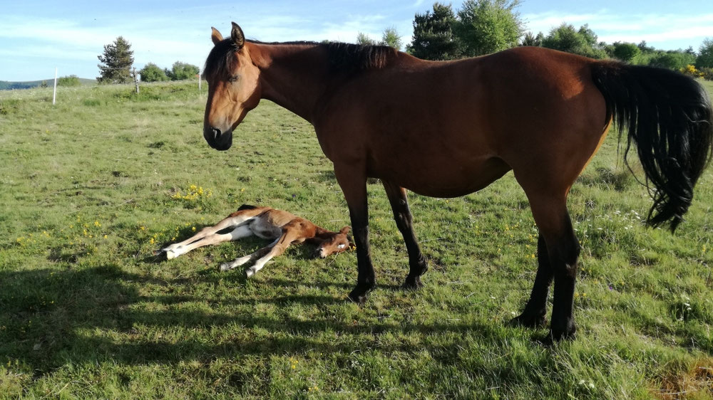 Et après le galop, une bonne sieste ! 😴😋