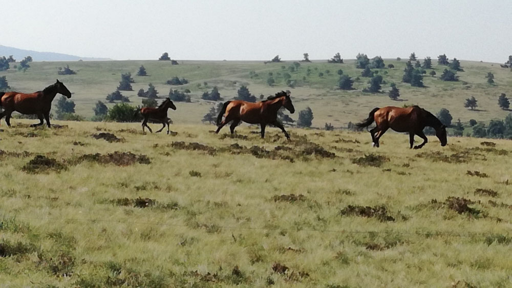 Un bon galop en toute liberté et en famille 😍