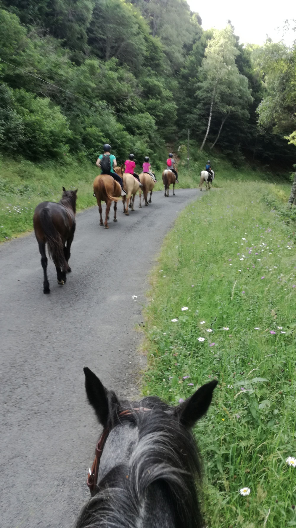 Balade à la Haute Vallée de L'Ance avec notre petit Kador ( 1 an )  en toute liberté 😛