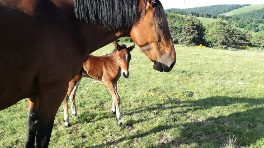 Une petite merveille de plus 😍 Joie de Montcodiol née le 23 Juin 2019