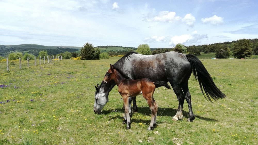 Encore du bonheur avec la naissance de Kador de Montcodiol le 18 Mai 2020.
