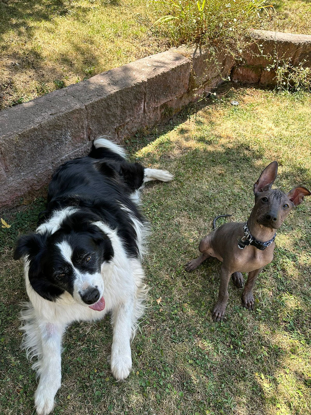 Luismi el xoloitzcuintle y Vika