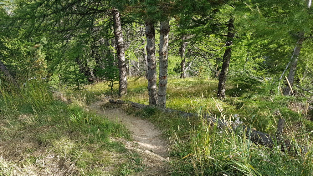 Herrliche Lärchenwälder und dann das: