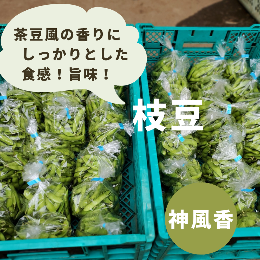 直売所では枝豆販売中です