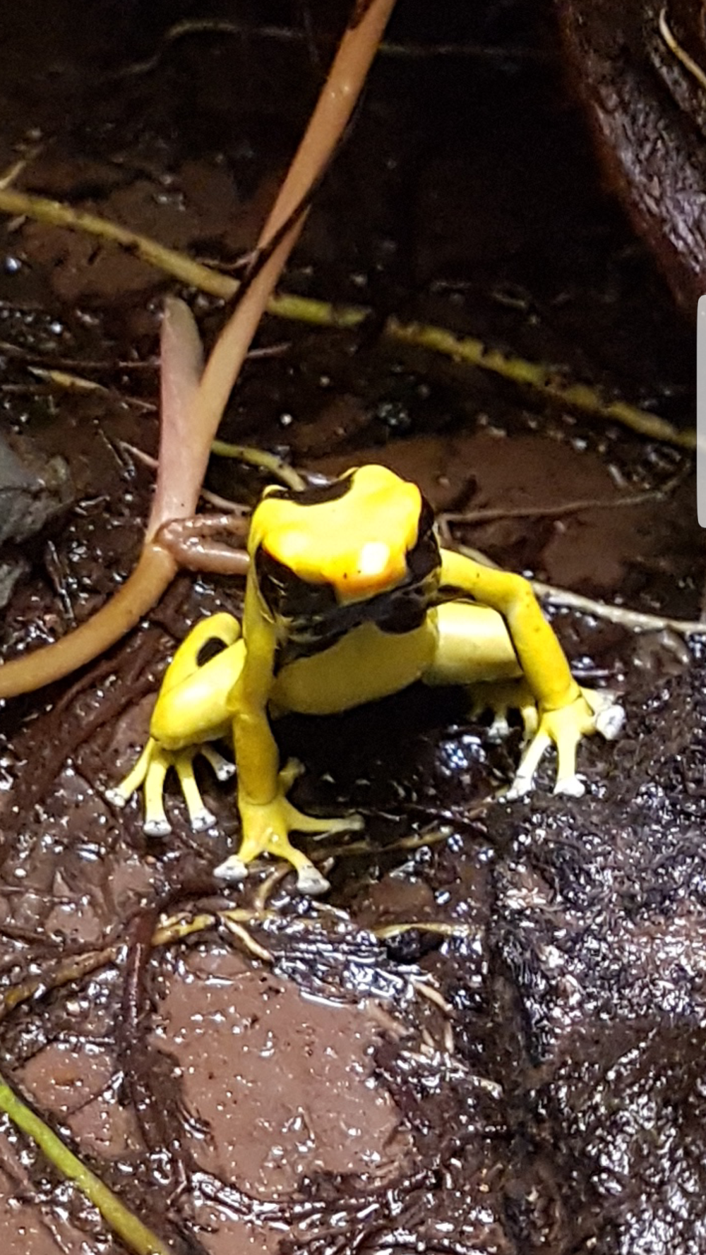 Dendrobates tinctorius regina 