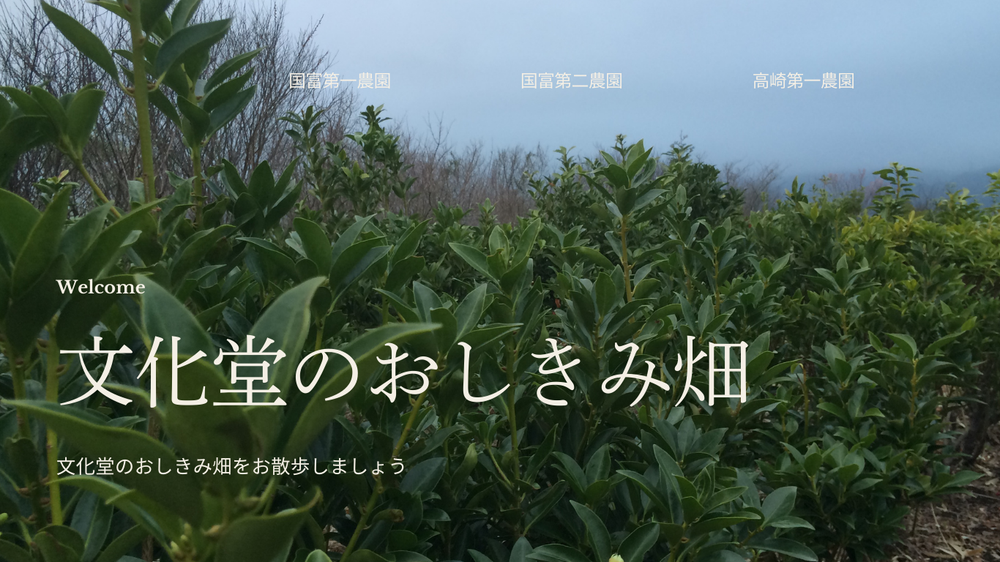 文化堂が管理する国富町にあるしきみ畑