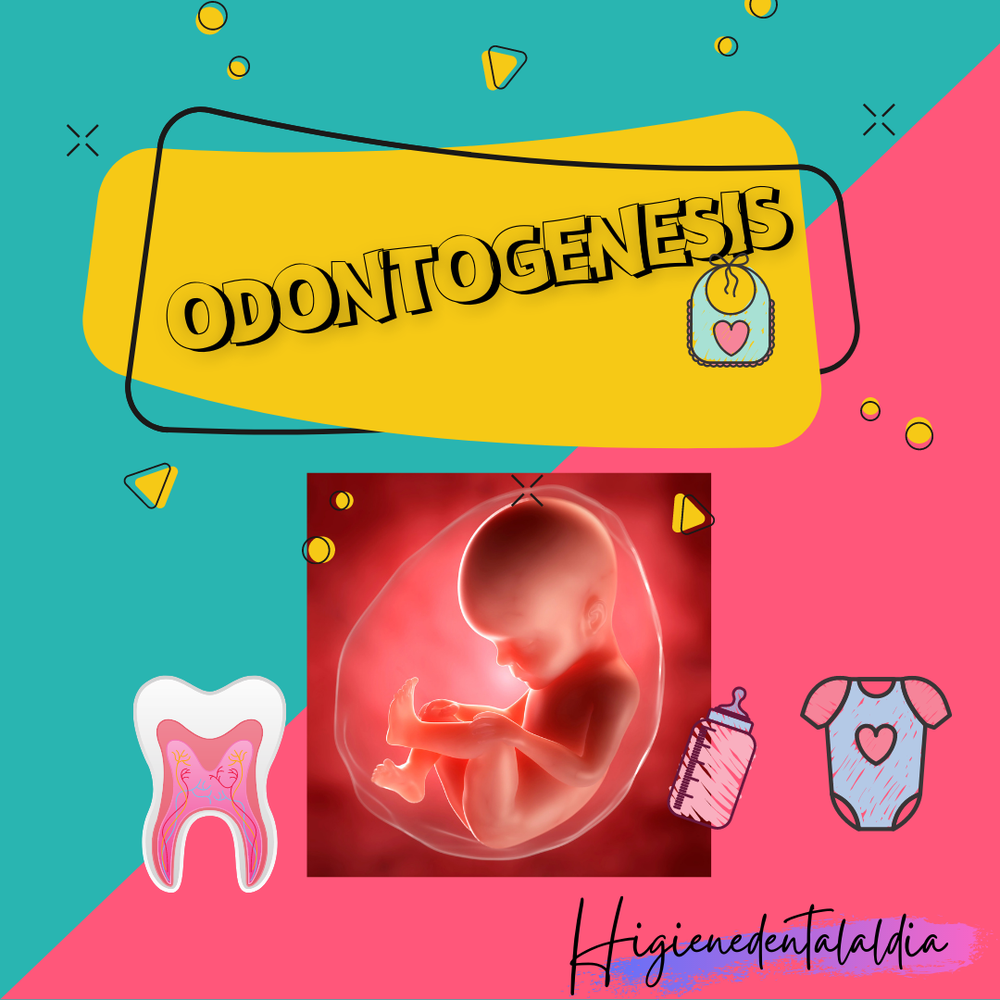 Odontogenesis