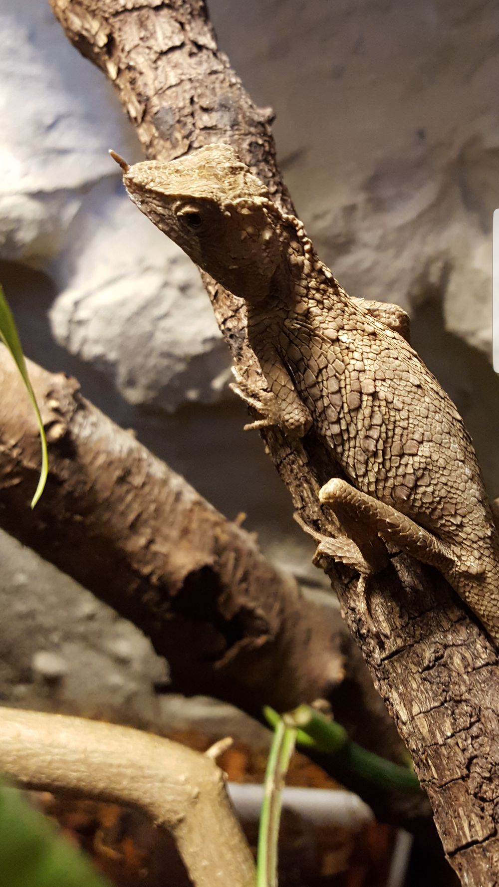 Ceratophora stoddartii Zucht und Haltung australischer Warane und Echsen