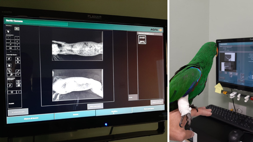 radiografia animali domestici