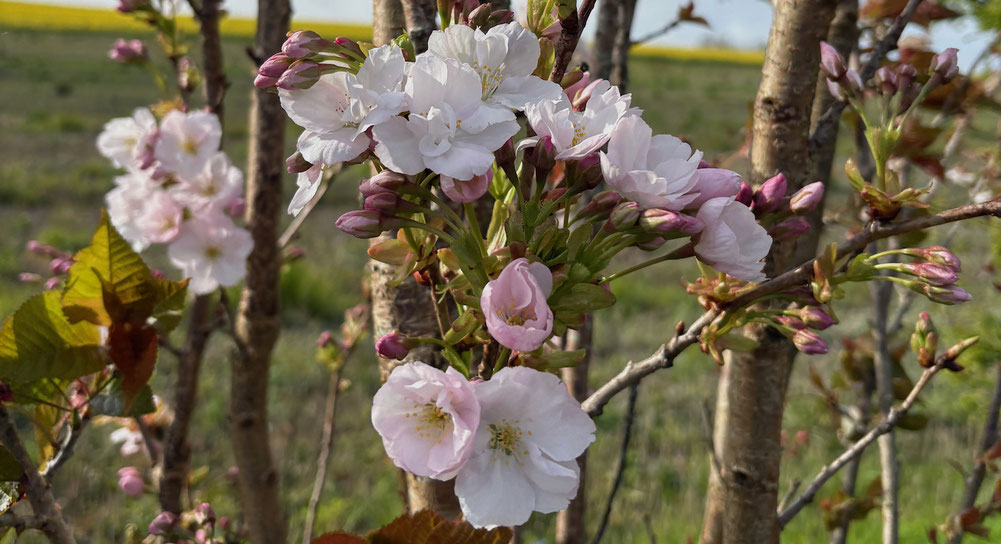 Blumen als Ausdruck von gutem Willen. Wichtig für Führungskräfte.
