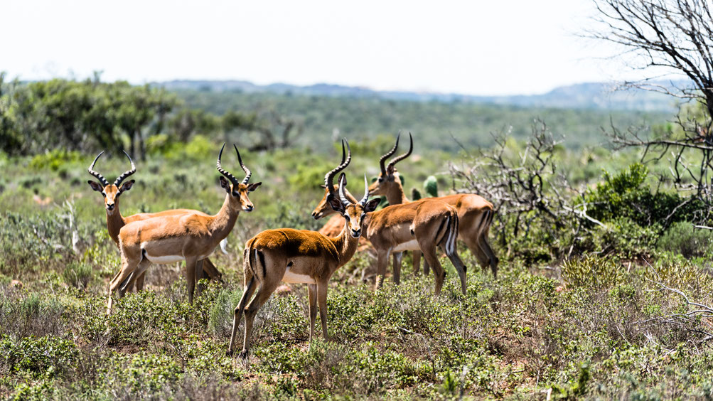 Herd of Impala at Fort Governors Estate, Eastern Cape, South Africa