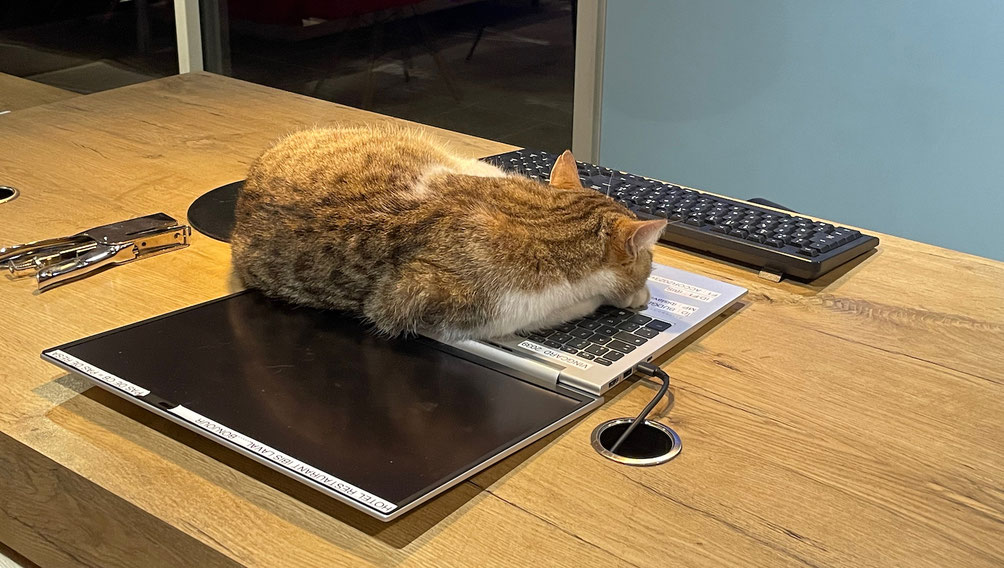 Der Katze geht's um Wärme; woran orientieren Sie sich in Ihrer Organisation? 
