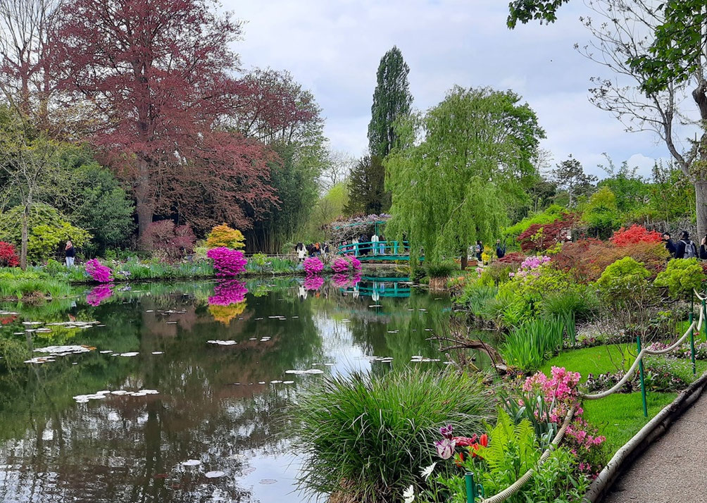 Pour voir les nymphéas en fleur, il faut venir en juin