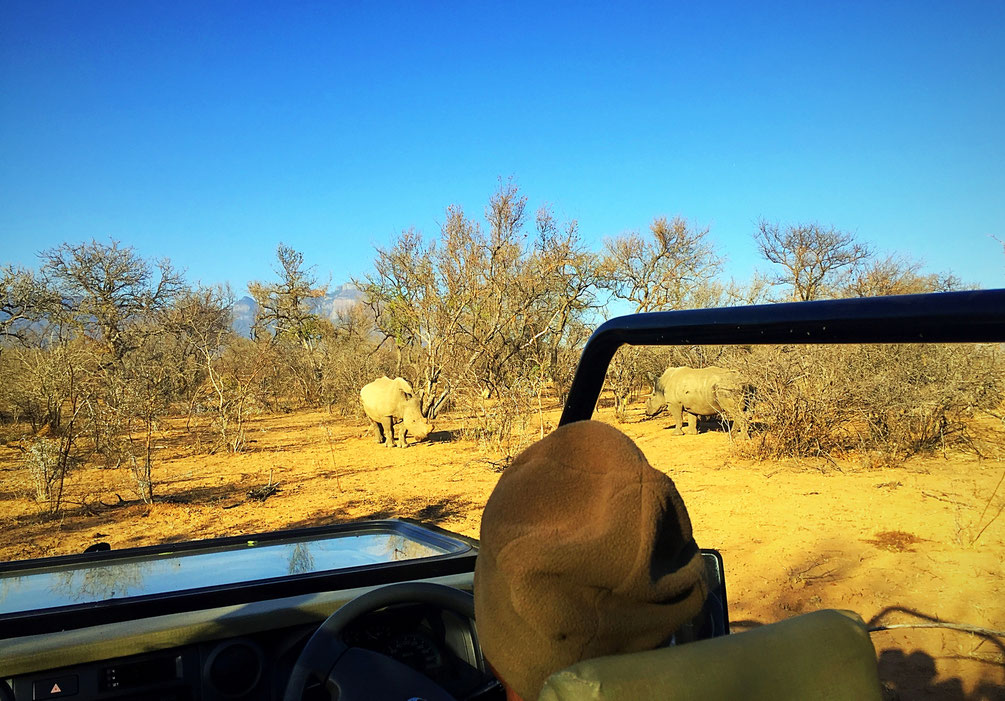 Rhinos blancs dans le bush