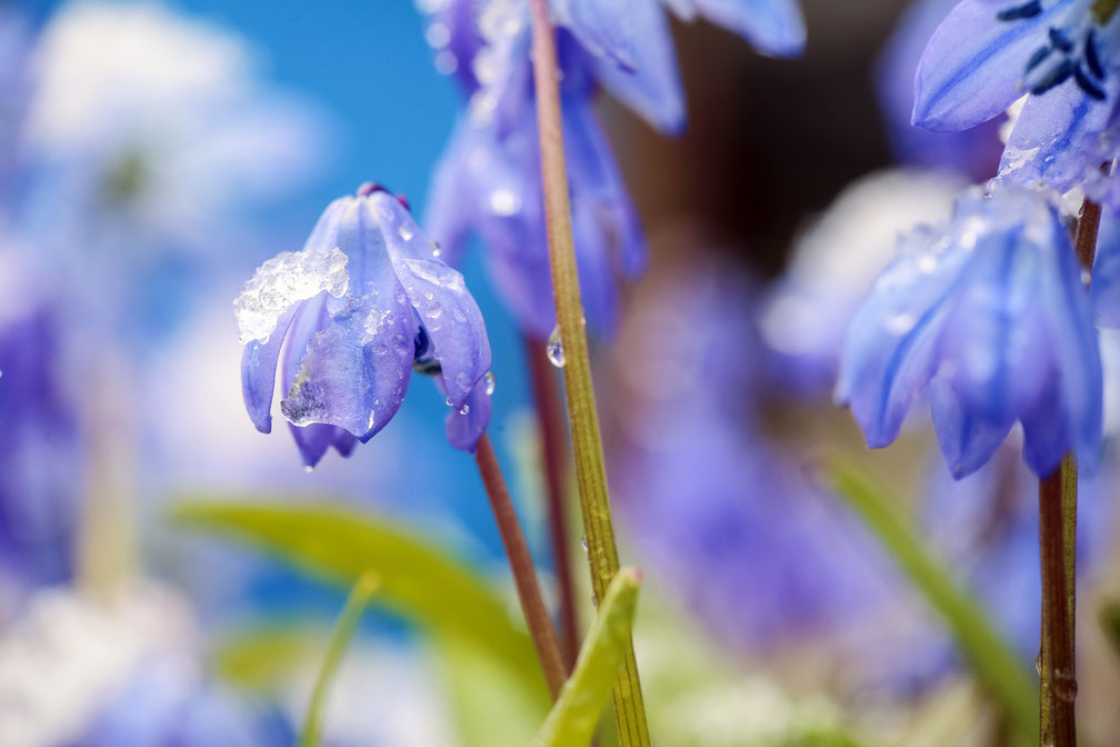 Imbolc, das Licht kommt zurück