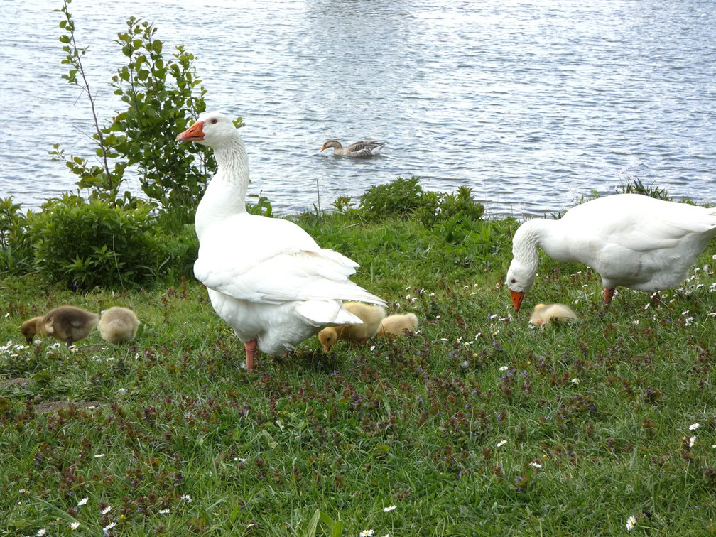 Regardez cette belle famille !