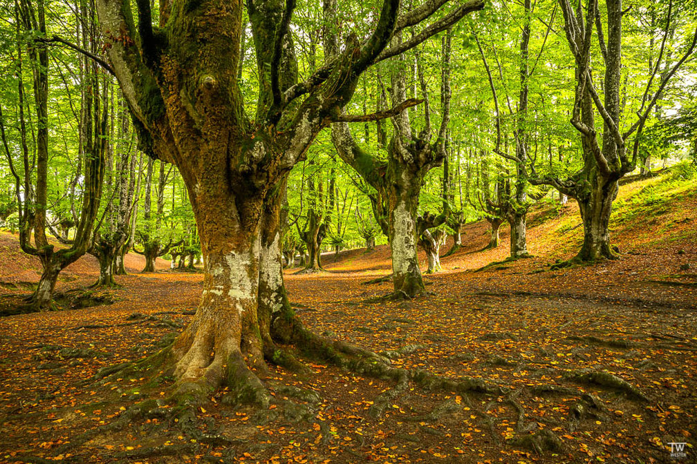 Morgens im Gorbeia Naturpark (B1811)