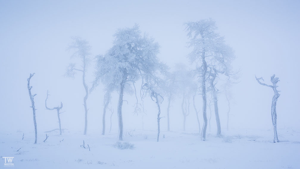 „Alive“, Belgien, Hohes Venn