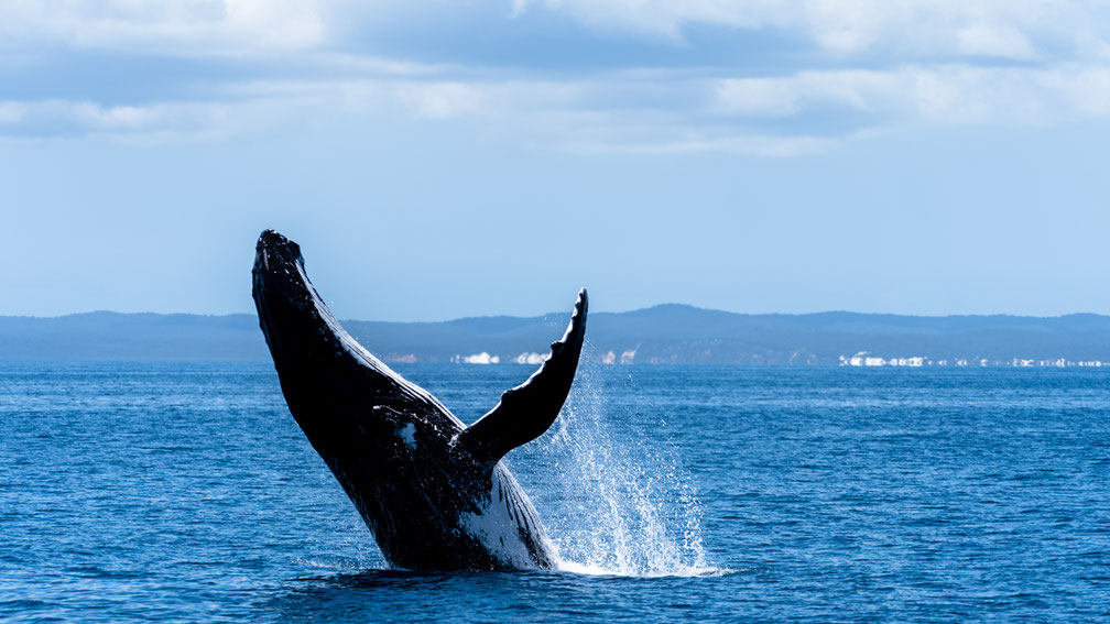 Humpback whale breaching in front of Fraser Island, Australia