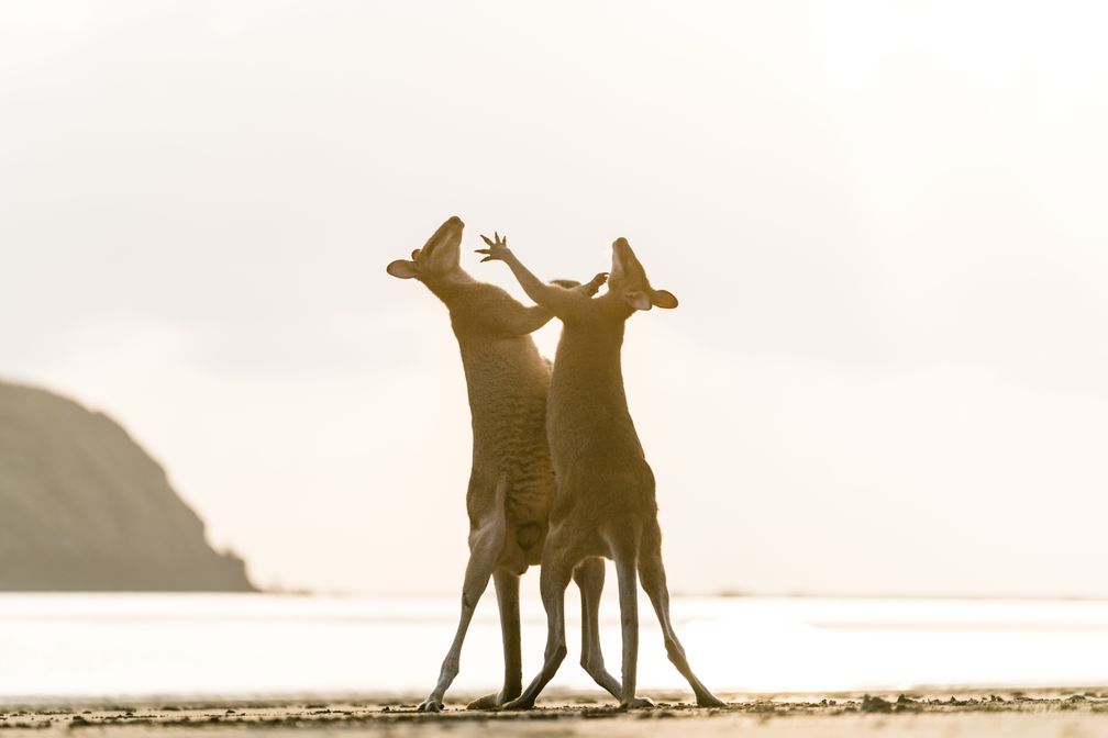 Two wallabies fighting at the beach