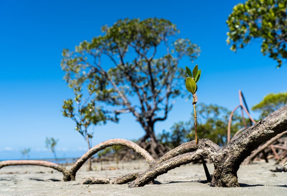 Little mangrove tree at Cape Tribulation, Australia