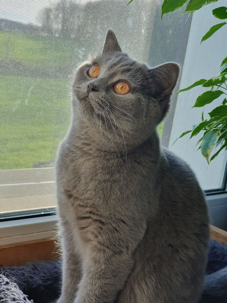 Dori vom Lohkamp 