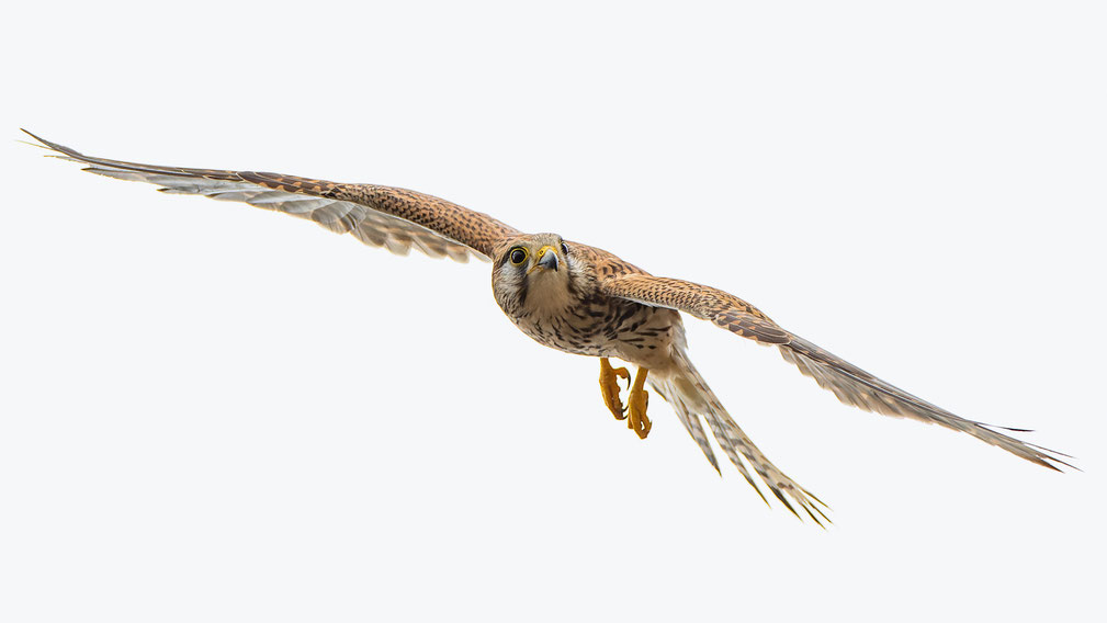 Das Weibchen umkreist das Türmchen an dem sich der Jungvogel festgeklammert hat..