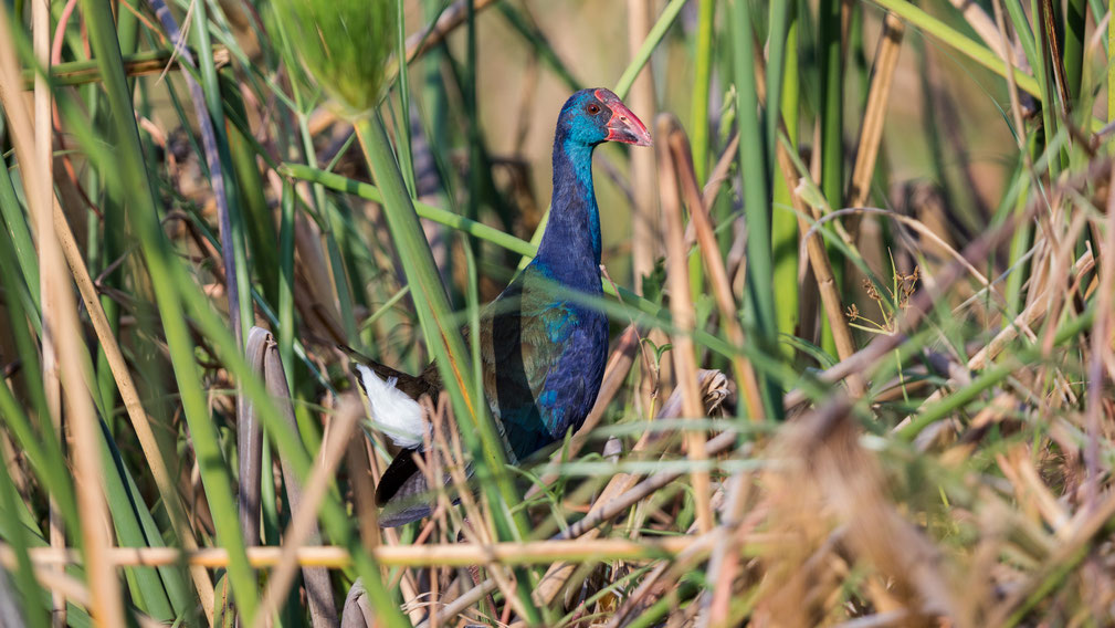 Purpurhuhn Namibia Herbst 2019