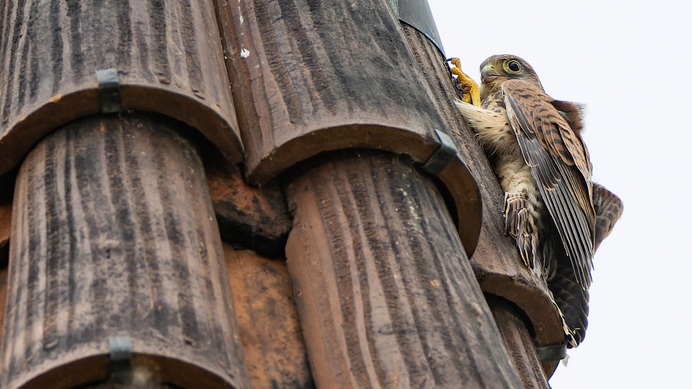 Der Jungfernflug des älteren Jungfalken endet vorerst an einm Schlosstürmchen wo er sich in eher ungemütlicher Lage an den Ziegelsteinen festkrallt. Nach ein paar Minuten lässt er sich fallen und schafft es zu seinem Geschwister in die Brutnische zurück. 