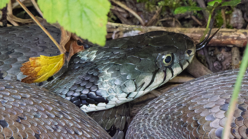 Ringelnatter Natrix natrix